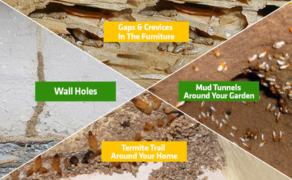 Termite Killer Spray - Effective solution for home (Pack of 5)